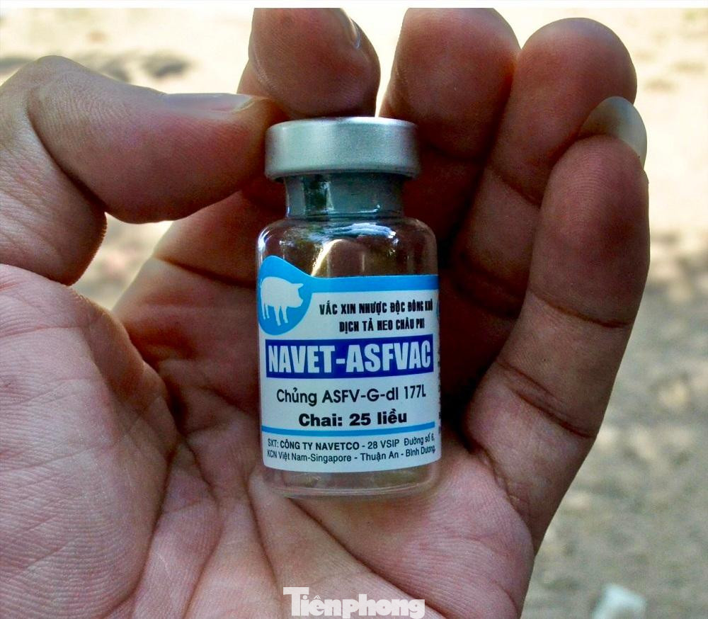 Loại vắc xin phòng dịch tả lợn châu Phi do Công ty NAVETCO sản xuất.