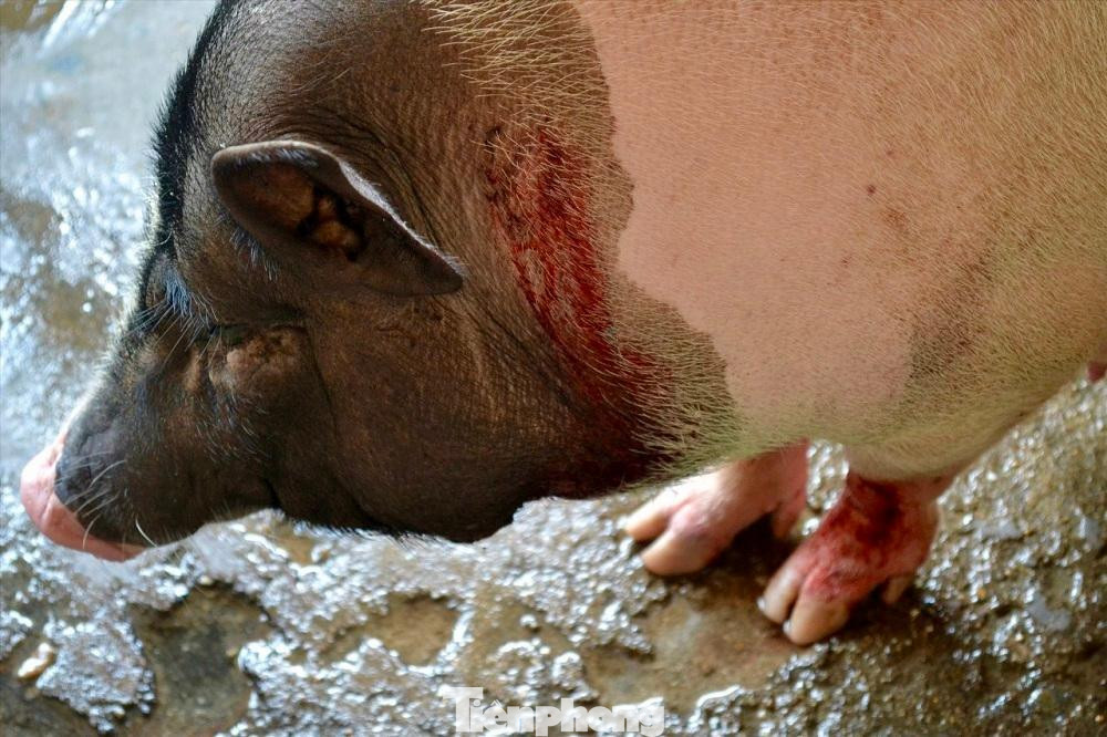 Hàng loạt con lợn của người dân Quảng Ngãi bị xuất huyết ra da sau khoảng một tuần tiêm vắc xin phòng dịch tả lợn châu Phi.