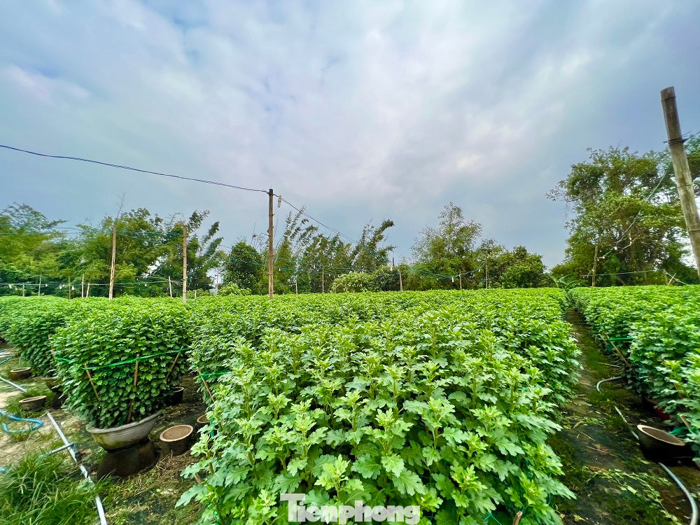 Chị Nguyễn Thị Huyền (một thương lái từ Quảng Bình) cho hay, như thường lệ từ mùng 6 đến mùng 10 tháng Chạp, thương lái mới dạo các vườn để chọn hoa đặt cọc. Tuy nhiên, năm nay tụi em đến rất sớm từ đầu tháng 11 âm lịch đã đến hỏi mua và đặt cọc, nhưng lượng hoa ở các nhà vườn bây giờ không còn nữa.