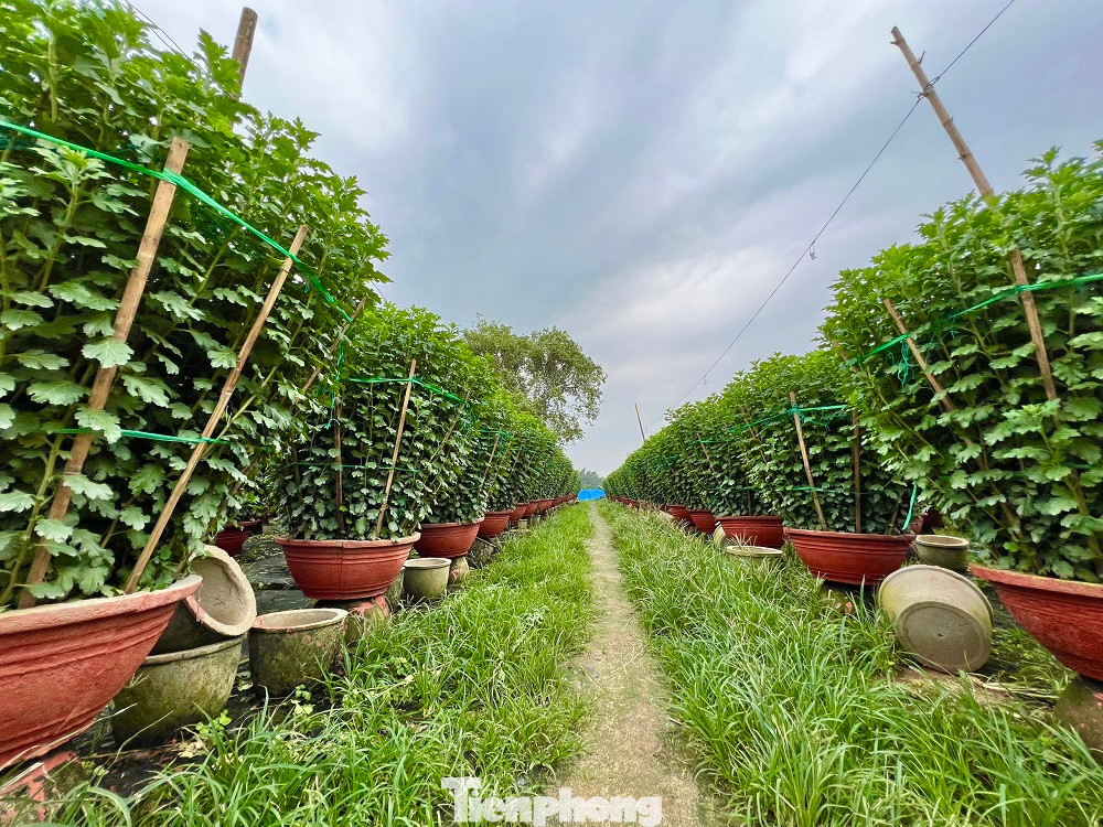 Mặc dù còn đúng 1 tháng nữa mới đến Tết Nguyên đán Quý Mão 2023, hoa cúc hay nhiều loại hoa khác vẫn chưa nở nhưng các thương lái ở khắp nơi đổ về “thủ phủ” hoa Tết ở xã Nghĩa Mỹ, Nghĩa Hiệp (huyện Tư Nghĩa) để đặt hàng, mua gần hết các vườn tại đây. So với năm ngoái, giá hoa năm nay cao hơn, thời tiết thuận lợi nên nông dân cũng “trúng” hơn.