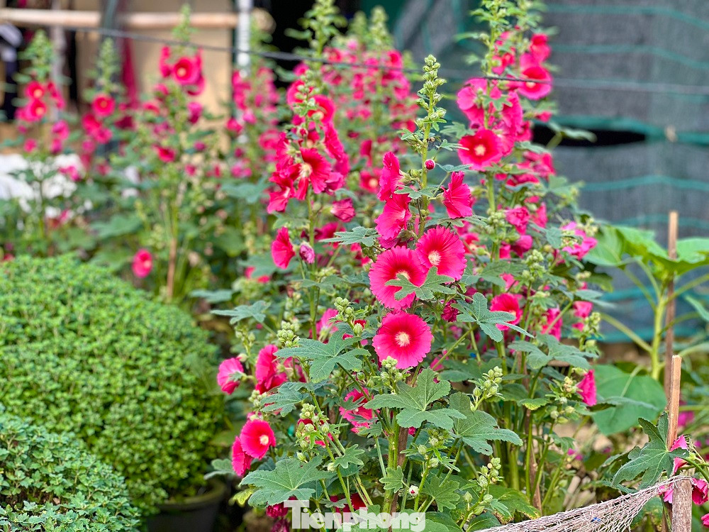 Theo ông Tuyền, hiện đã có hơn 80% số lượng hoa nhận tiền đặt cọc. Bà con vui vì vụ hoa Tết được mùa được giá. Nghề trồng hoa, đang là nghề mang lại thu nhập ổn định, giúp cải thiện đời sống, phát triển kinh tế cho người dân Nghĩa Hiệp.