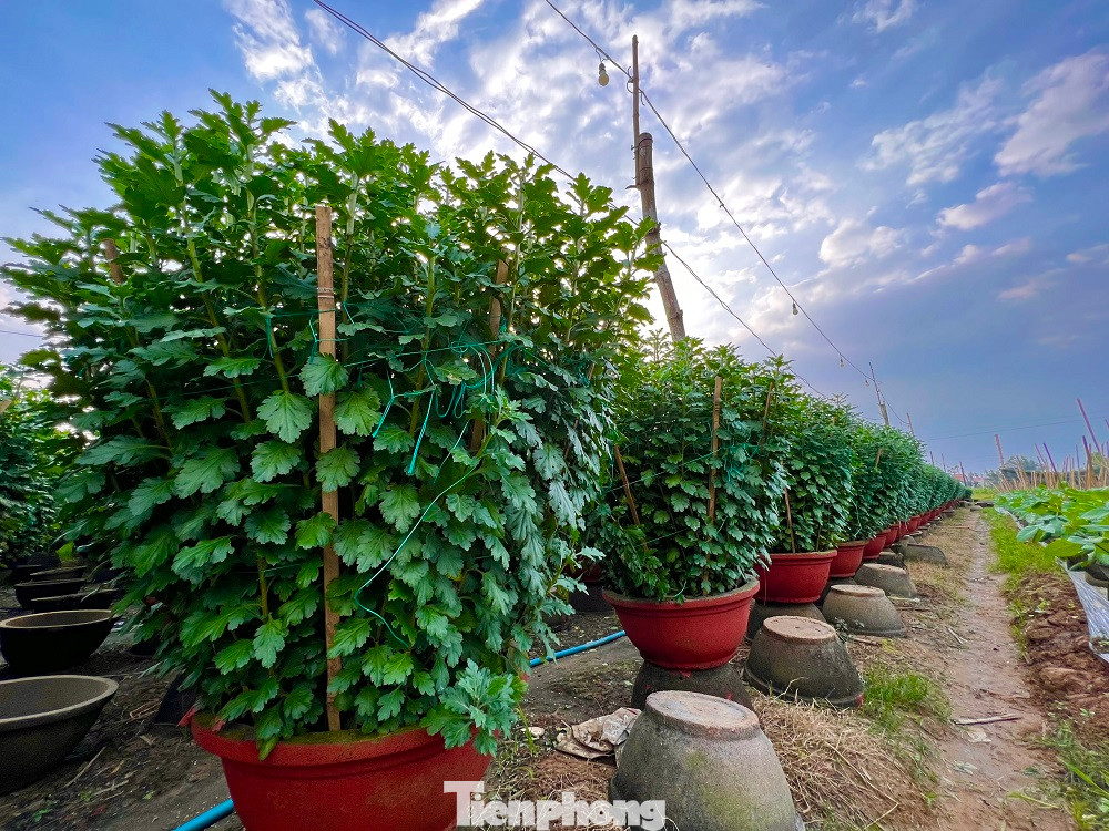 Đến thời điểm này, anh Bùi Quang Phúc (trú thôn Đồng Viên, xã Nghĩa Hiệp) đã nhận tiền đặt cọc cả vườn hoa, sớm hơn rất nhiều so với mọi năm. Vì hoa đẹp, nên hoa của anh Phúc bán được giá cao hơn năm ngoái từ 30-40 nghìn đồng/chậu.