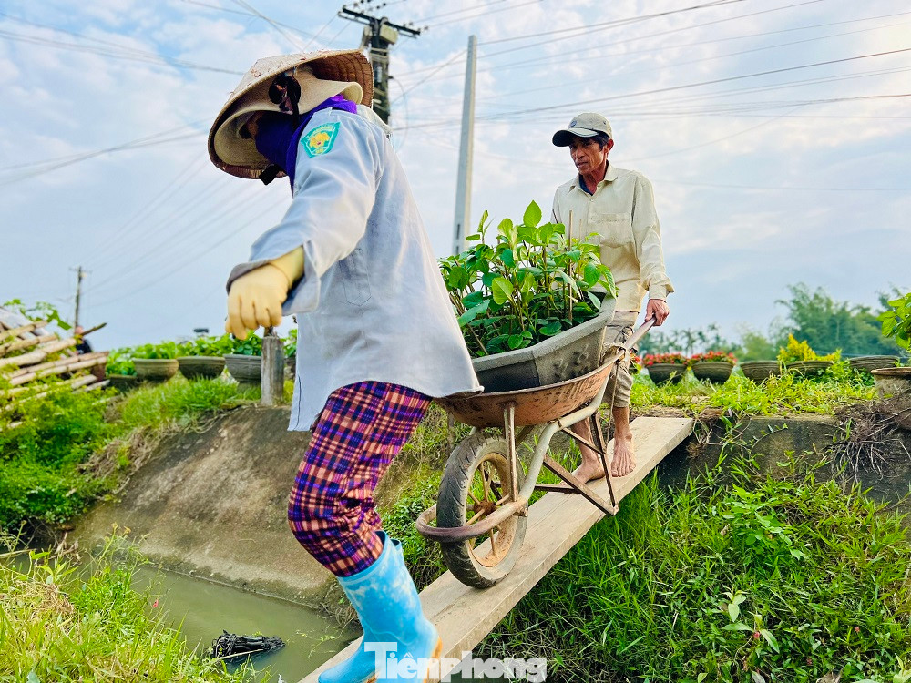 Ngoài trồng hoa cúc, nhiều hộ dân ở xã Nghĩa Hiệp và Nghĩa Mỹ đã mạnh dạn trồng thêm một số hoa khác như vạn thọ, hồng, mào gà, dạ yến thảo, dâu tây, chuông tình yêu… để kiếm thêm thu nhập.