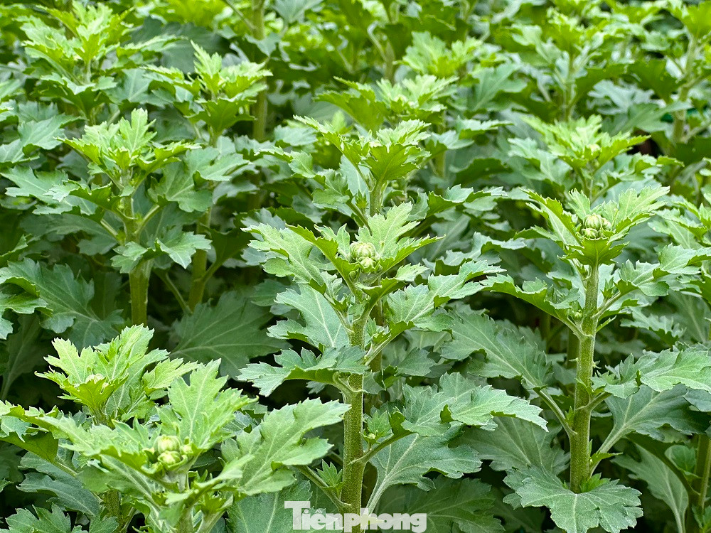 “Mặc dù còn 1 tháng nữa mới đến Tết Nguyên đán, tuy nhiên hoa cúc đã có các thương lái từ các tỉnh Thừa Thiên Huế, Quảng Trị, Quảng Bình, Bình Định… vào đặt mua hết cả rồi. Không riêng gì vườn nhà tôi, các vườn khác cũng đã có người đến mua sạch. Họ còn hỏi mua thêm nhưng làm gì còn chậu nào để bán”, ông Nông nói.