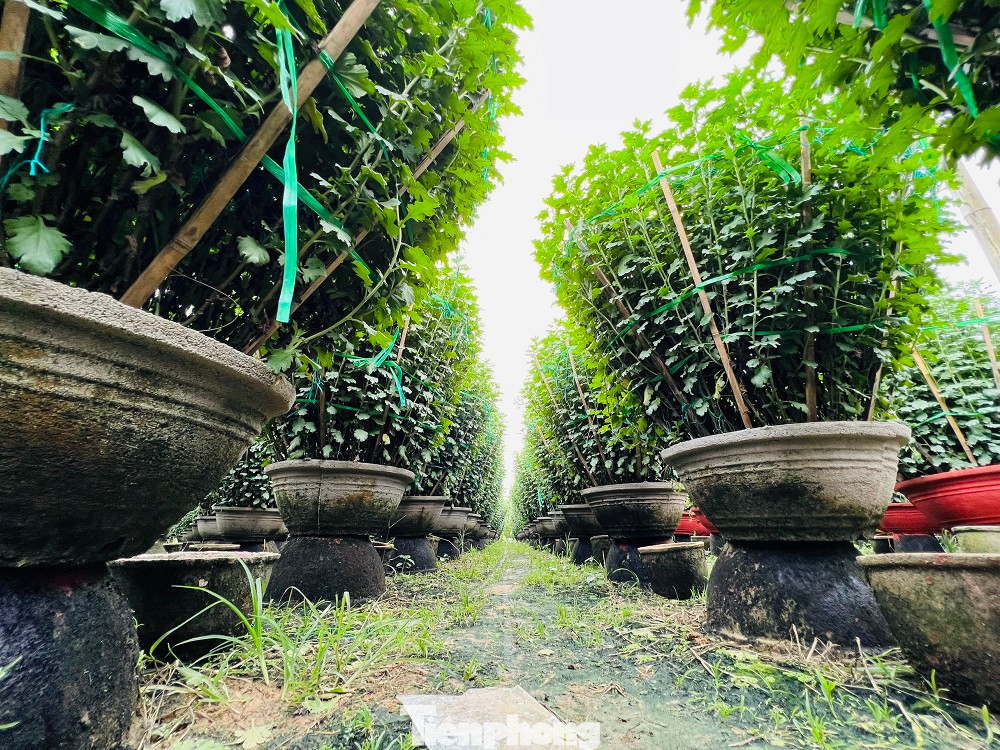 “Năm nay thời tiết thuận lợi, vườn hoa phát triển tốt, cây cao, thân thẳng và ít sâu bệnh. Bên cạnh đó, người trồng hoa không còn tâm lý e dè vì dịch bệnh COVID-19, năm nay, nhiều nhà vườn đã mạnh dạn tăng sản lượng, có vườn tăng gấp đôi”, ông Tuyền nói.