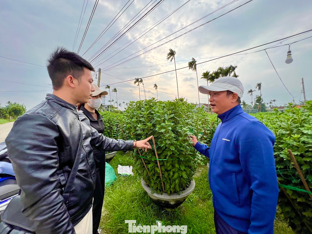 “Tụi em dự kiến mua khoảng 1.000 chậu hoa cúc về Quảng Bình tiêu thụ. Nhưng giờ kiếm hoa đẹp để mua rất là khó, bởi các thương lái ở nơi khác đã đặt cọc và mua hết rồi. Hoa cúc ở Quảng Ngãi nay năm đẹp hơn so với mọi năm. Điểm nổi trội ở hoa cúc Quảng Ngãi là cây to, mập, nụ hoa múp… giá hoa ở đây cũng mềm hơn rất nhiều so với các nơi khác”, chị Huyền cho biết.