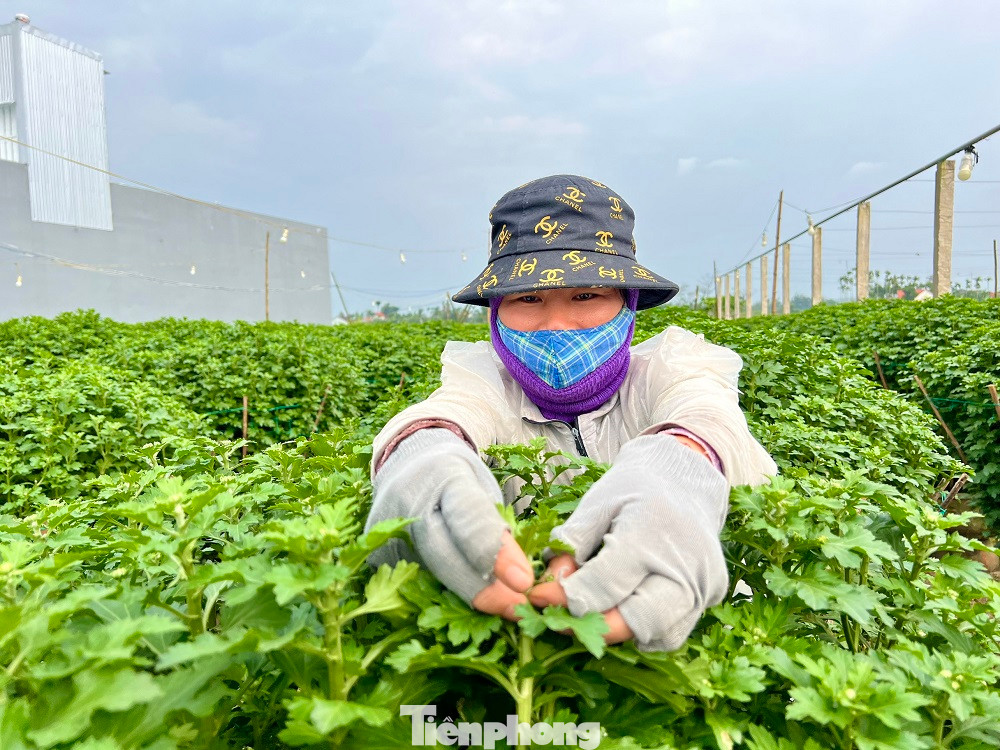 Với 500 - 600 chậu hoa cúc size nhỏ và vừa, trừ chi phí, nhà vườn có thể thu lãi cả trăm triệu đồng. Những hộ trồng số lượng lớn hoa size 1m có thể thu lãi cả trăm đến vài trăm triệu đồng.