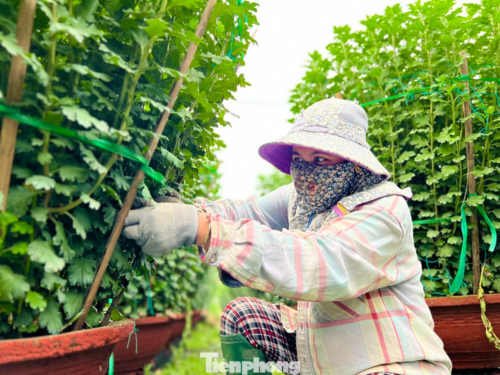 Ông Lê Thanh Tuyền - Phó chủ tịch Hội Nông dân xã Nghĩa Hiệp cho biết, toàn xã có khoảng 1.000 hộ dân trồng hoa vụ Tết với diện tích trung bình mỗi hộ khoảng 500m2, tập trung chủ yếu ở 3 thôn: Thới Bình, Hải Môn, Đồng Viên. Dự kiến cung ứng ra thị trường Tết hơn 160 nghìn chậu hoa cúc.