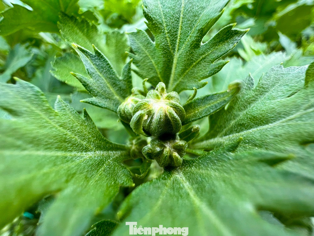 “Thời tiết cũng khá thuận lợi, hoa ít sâu bệnh. Chỉ có chút khó khăn là năm nay vật giá cao hơn, riêng phân bón tăng nhiều nhất, mỗi kg phân bón DAP (đạm, lân, phốt pho) đã tăng từ 29 nghìn đồng từ đầu vụ lên 35 nghìn đồng. Trừ hết chi phí gia đình thu lãi cả trăm triệu đồng”, anh Phúc cho hay.