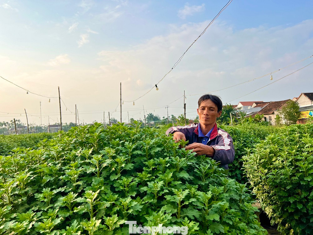 Được biết, hoa cúc càng đẹp càng được giá. Những chậu hoa được thương lái chọn mua giá cao lá phải xanh tốt, dáng đẹp và không bị bệnh, nụ hoa phải to, cây phải cao… Theo đó, chậu hoa cỡ nhỏ có giá từ 300-320 nghìn đồng/chậu, cỡ 70cm có giá từ 480-500 nghìn đồng/chậu và cỡ 1m từ 1,4-1,5 triệu đồng/chậu, tùy chất lượng hoa.