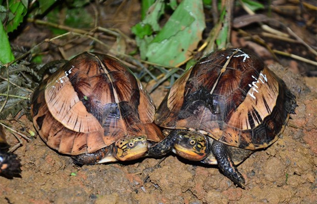 Rùa sa nhân, thuộc nhóm IIB, loài nguy cấp, quý, hiếm. Ảnh nguồn Internet.