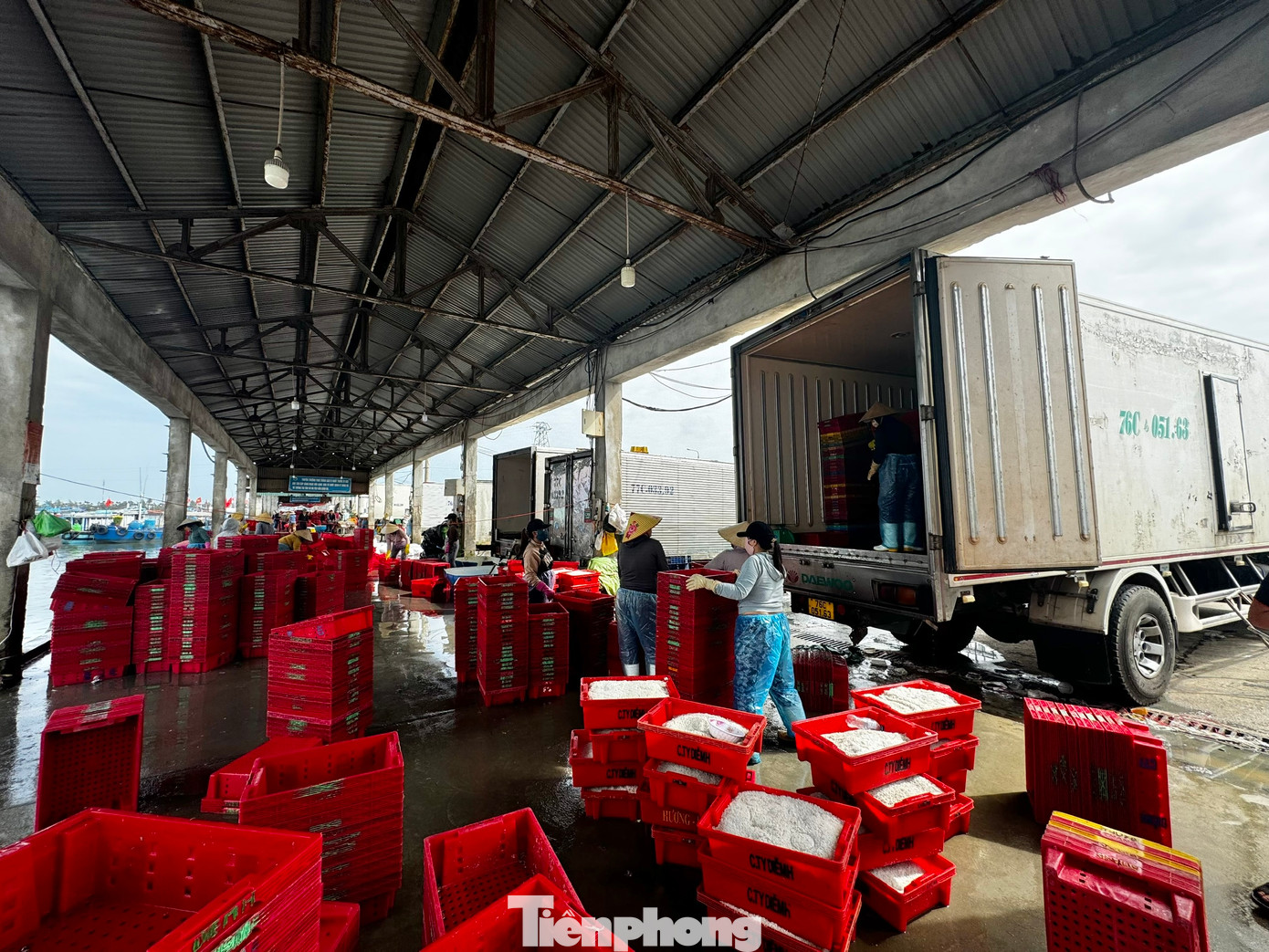 Mỗi ngày ở cảng cá Tịnh Kỳ (xã Tịnh Kỳ, TP. Quảng Ngãi) có đến hàng chục xe đông lạnh ra vào đưa hải sản đi tiêu thụ.