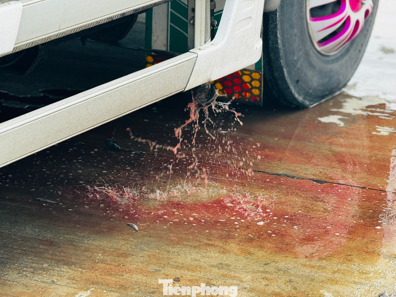 Các xe đông lạnh xả thải trực tiếp tại cảng cá Tịnh Kỳ, nước đọng lại tạo thành những vũng đen kịt, bốc mùi hôi thối nồng nặc.