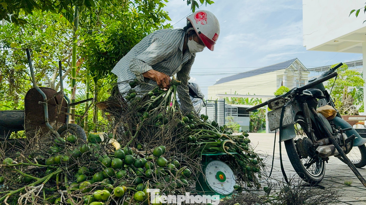 Ông Trần Văn Nam (trú xã Hành Đức, huyện Nghĩa Hành) cho hay, gia đình ông trồng 400 cây cau 5-6 năm tuổi. Với giá cau hiện tại là 60.000 đồng/kg, mỗi cây cau mang lại cho gia đình khoảng 700.000 đồng lợi nhuận. Đây là mức thu lãi cao mà ít cây trồng nào ở Quảng Ngãi có thể sánh được.