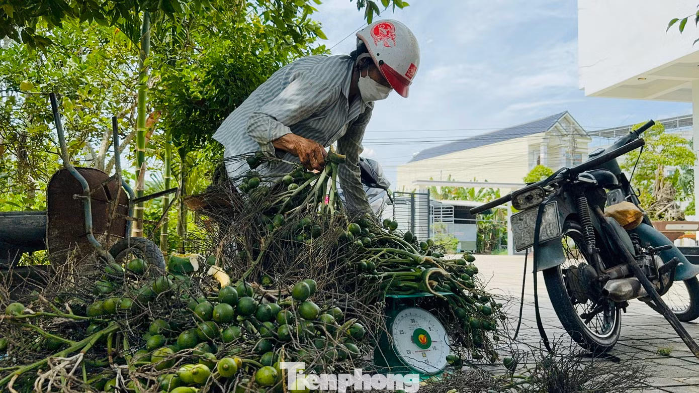 Ông Trần Văn Nam (trú xã Hành Đức, huyện Nghĩa Hành) cho hay, gia đình ông trồng 400 cây cau 5-6 năm tuổi. Với giá cau hiện tại là 60.000 đồng/kg, mỗi cây cau mang lại cho gia đình khoảng 700.000 đồng lợi nhuận. Đây là mức thu lãi cao mà ít cây trồng nào ở Quảng Ngãi có thể sánh được.
