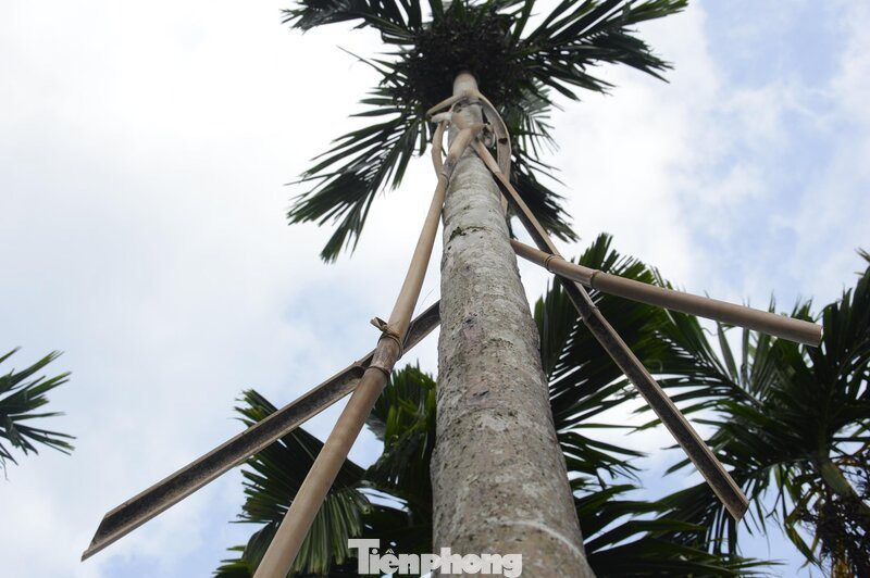 Người dân huyện miền núi Sơn Tây dùng cây lồ ô quấn xung quanh thân cây cau để chống "cau tặc".