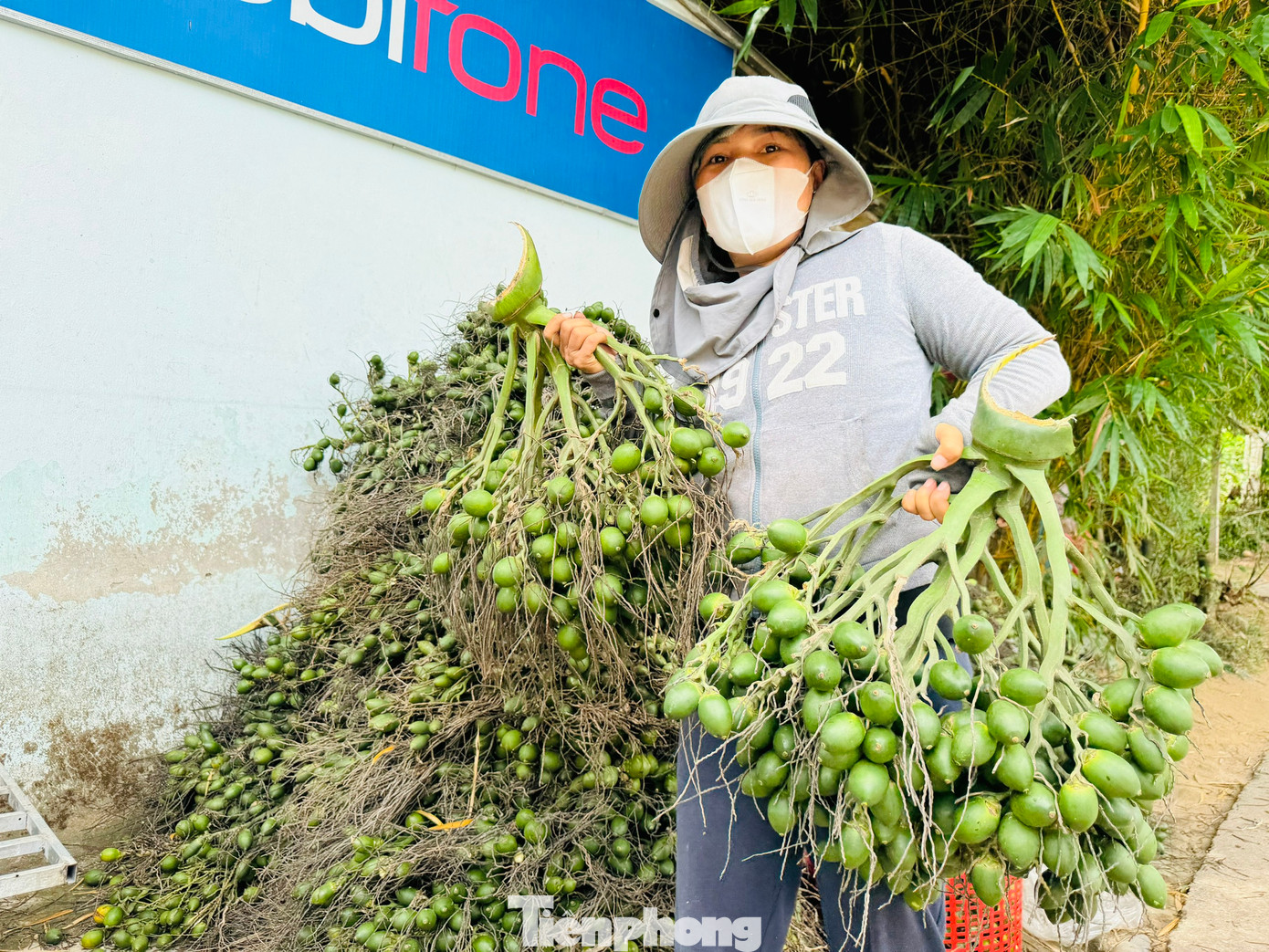 “Cau sẽ cho thu hoạch từ tháng 7 đến cuối năm, trung bình 20-25 ngày/lứa. Năm nay cau không được mùa nhưng được giá. Đầu vụ giá cau 42.000 đồng/kg rồi tăng dần, bây giờ là 60.000 đồng/kg. Hi vọng mức giá sẽ duy trì đến cuối mùa”, ông Nam nói.