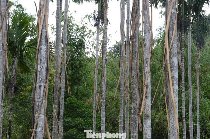 Người dân huyện miền núi Sơn Tây dùng cây lồ ô quấn xung quanh thân cây cau để chống "cau tặc".