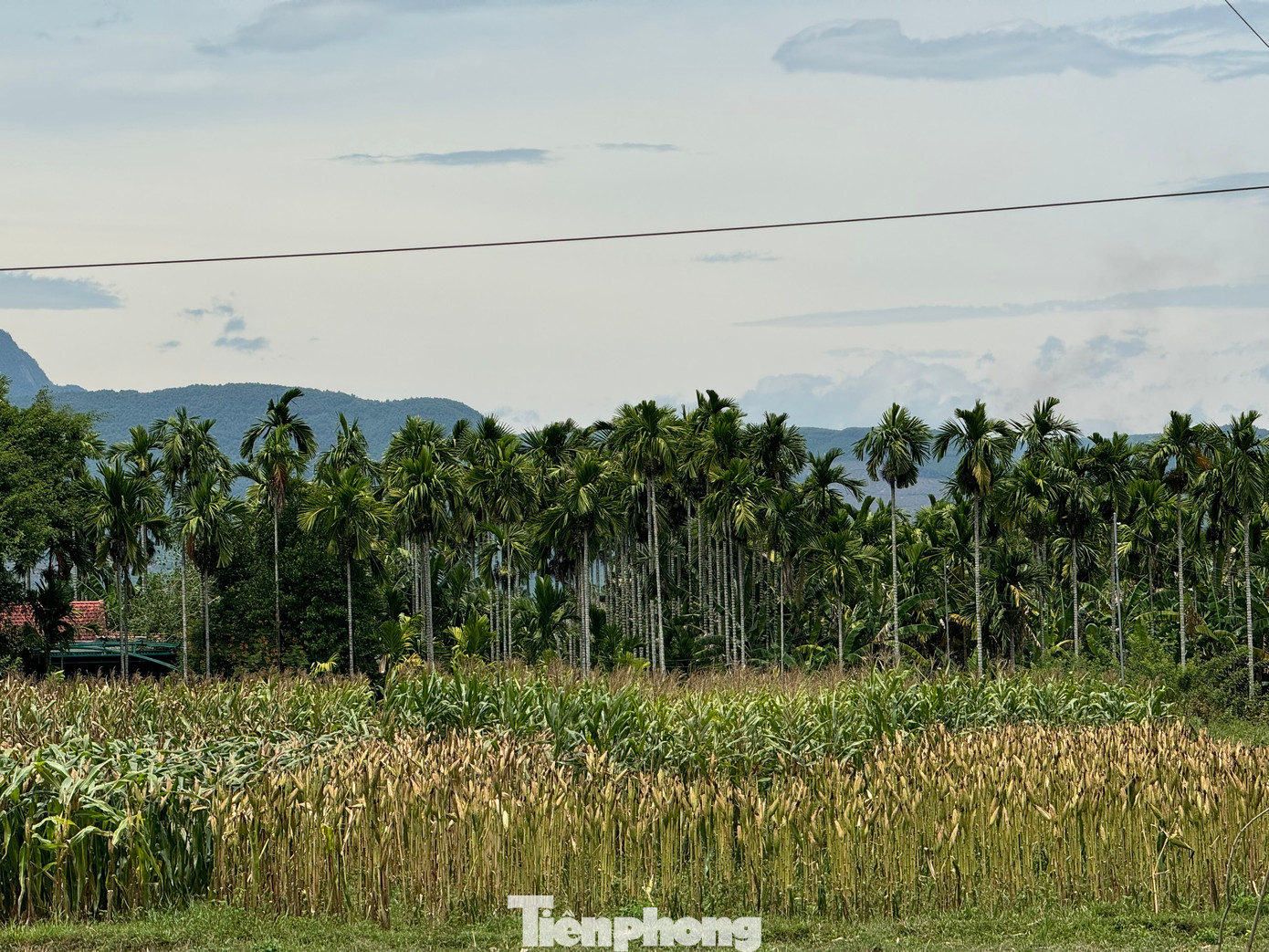 Tỉnh Quảng Ngãi nổi tiếng với diện tích trồng cau rộng lớn. Nhiều năm trước, giá cau ở Quảng Ngãi bấp bênh, có thời điểm giá cau xuống thấp còn từ 2.000 - 5.000 đồng/kg. Tuy nhiên, trong hơn 3 tháng gần đây, giá cau duy trì ở mức từ 55.000 - 60.000 đồng/kg, mang lại niềm vui lớn cho nông dân.