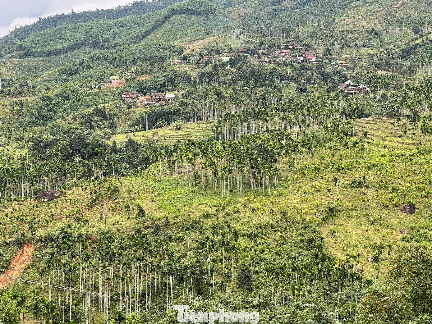 “Hiện bà con trồng cau ở huyện Sơn Tây rất phấn khởi vì giá cau tăng cao đột biến. Mấy ngày qua thương lái thu mua cau rầm rộ. Giá cau cao nên bà con rất mừng, nhưng có điều cũng lo. Lo là đến thời điểm chính vụ thị trường Trung Quốc ngừng thu mua thì cau lại rớt giá như mọi năm”, ông Phạm Hồng Khuyến - Trưởng phòng NN&amp;PTNT huyện Sơn Tây - cho hay.