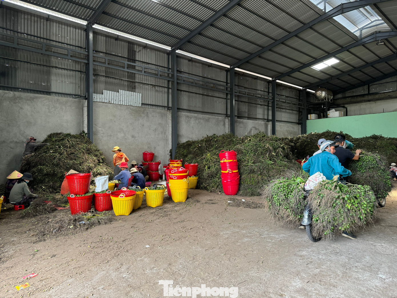 “Có năm thu mua với giá 20.000 - 30.000 đồng/kg về sấy khô để xuất đi Trung Quốc. Thế nhưng cau sấy chưa kịp khô thì giá tuột xuống, chỉ còn 3.000 - 4.000 đồng/kg. Giá cả nông sản xuất sang Trung Quốc thay đổi từng ngày, không thể biết trước được”, anh Nguyễn Minh, chủ một vựa cau nói.