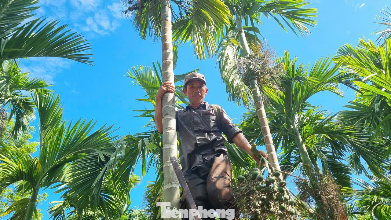 Hiện tại, thương lái từ khắp nơi đổ về các làng quê của huyện Nghĩa Hành để thu mua cau tươi.