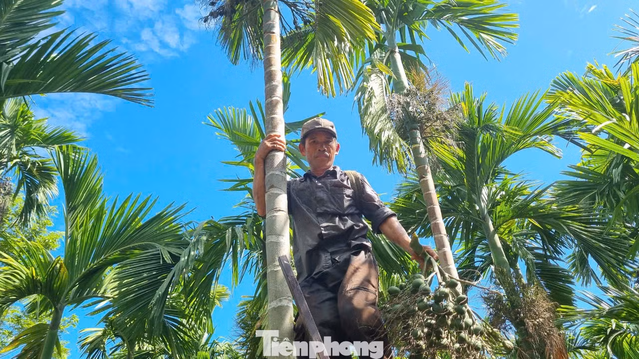 Hiện tại, thương lái từ khắp nơi đổ về các làng quê của huyện Nghĩa Hành để thu mua cau tươi.
