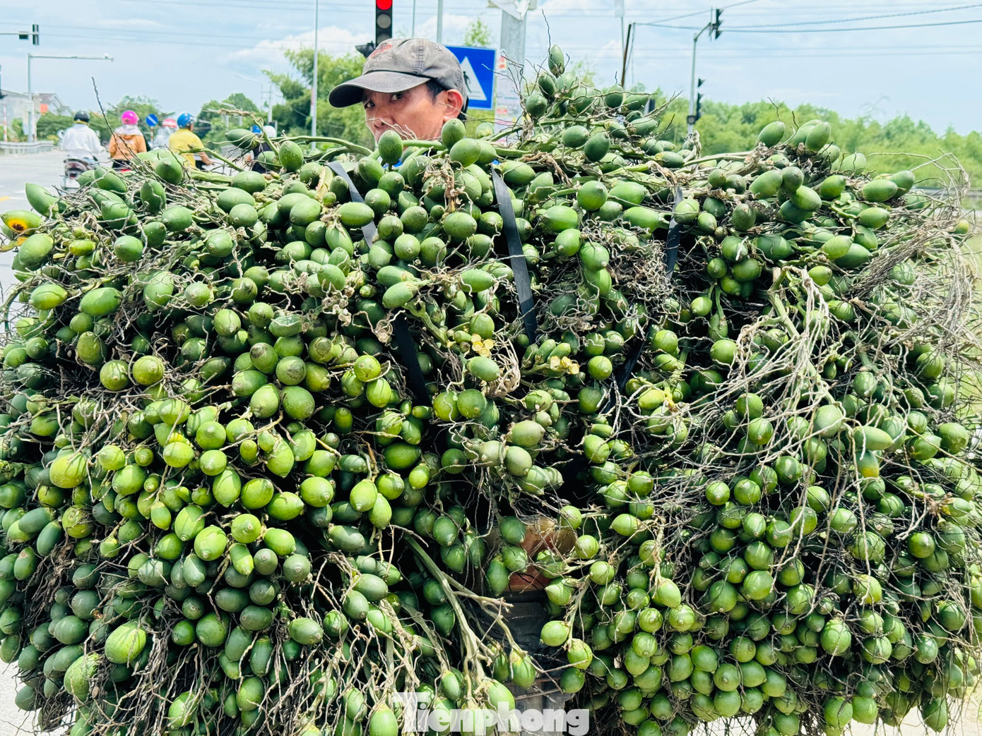 Do phụ thuộc vào thị trường Trung Quốc nên giá cau cũng như nhiều loại nông sản khác (ớt, dưa hấu...) luôn biến động bất thường.