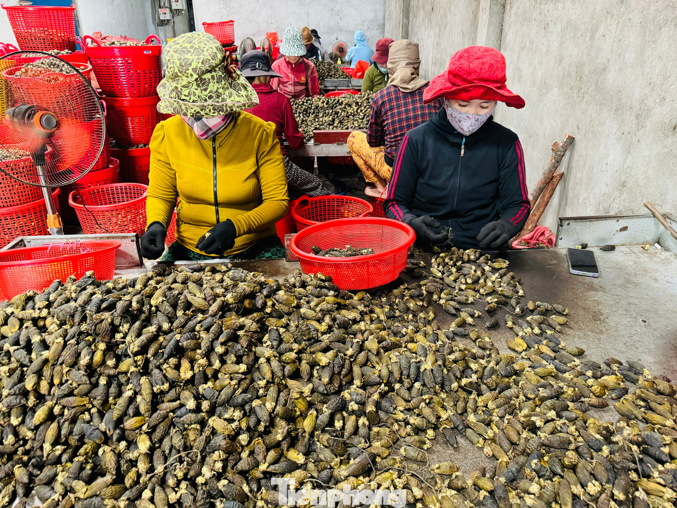 Cau từ Quảng Ngãi chủ yếu được xuất khẩu sang thị trường Trung Quốc. Khi nhu cầu tiêu thụ từ thị trường này tăng cao, giá cau cũng thường tăng theo. Sau khi thu mua, cau được tiểu thương hấp, sấy khô và bán lại cho các thương lái để xuất sang Trung Quốc, Ấn Độ và các quốc gia khác.
