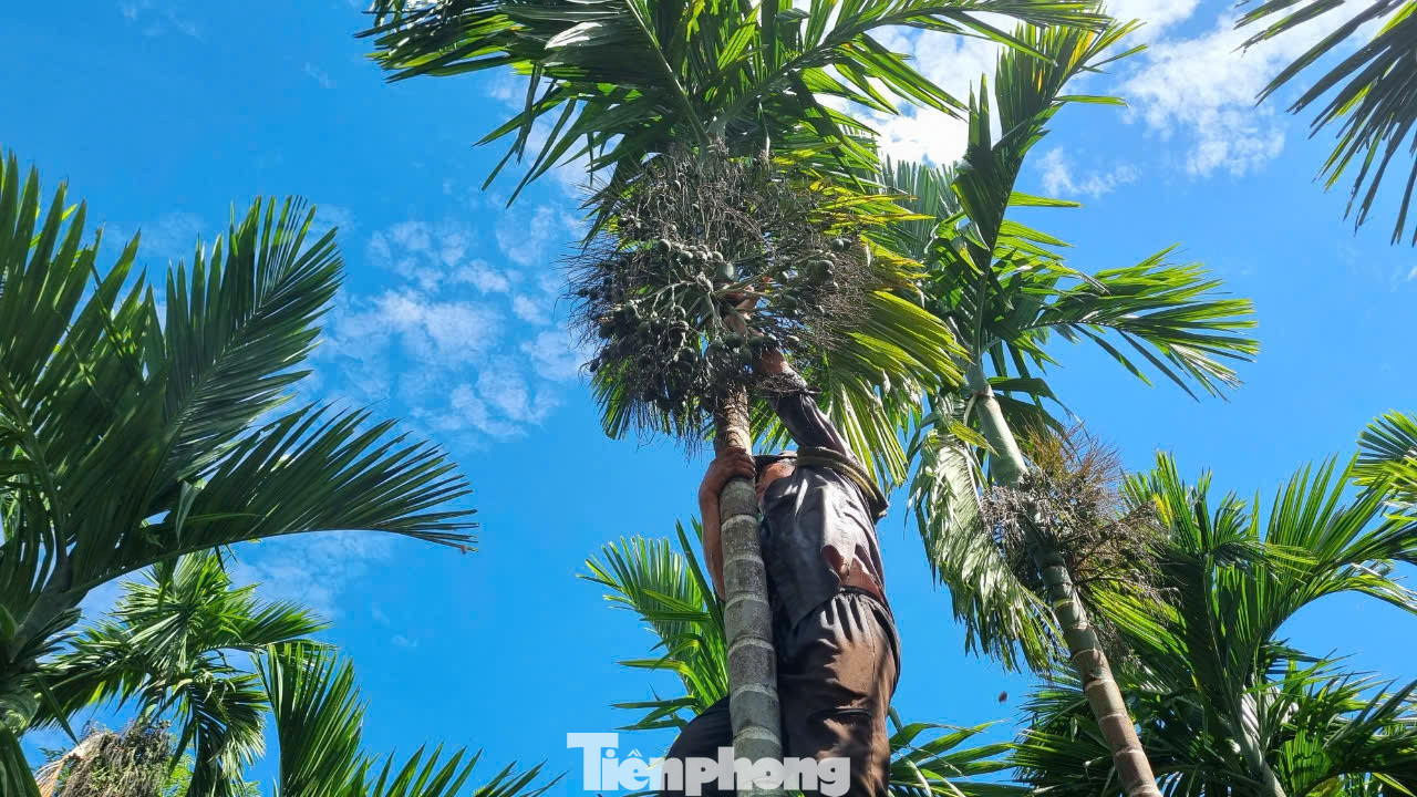 Hiện tại, thương lái từ khắp nơi đổ về các làng quê của huyện Nghĩa Hành để thu mua cau tươi.