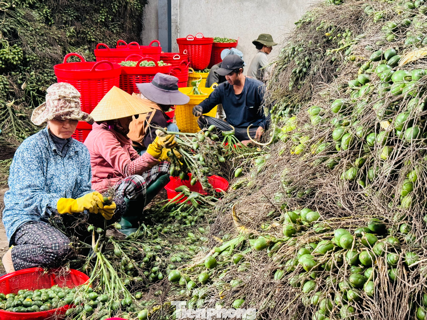 “Hy vọng giá cau cứ ở mức 50.000 đồng/kg là tôi mừng rồi. Thu nhập ổn định, bền vững thì người dân vui hơn nhiều so với việc tăng vụt giá rồi sau đó rớt giá mạnh”, bà Lê Thị Nghỉ (trú xã Hành Đức, huyện Nghĩa Hành) nói.
