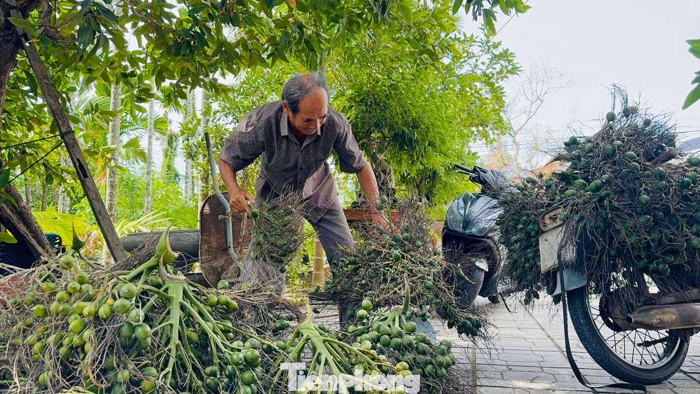 Theo người trồng cau, năm nay giá cau đã cao ngay từ đầu vụ (vào khoảng giữa tháng 6) với hơn 40.000 đồng/kg khiến họ rất bất ngờ, bởi tăng gần cả chục lần so với các năm trước. Giá cau đạt kỷ lục mang đến cho người nông dân nguồn thu nhập khá ngay từ đầu vụ.