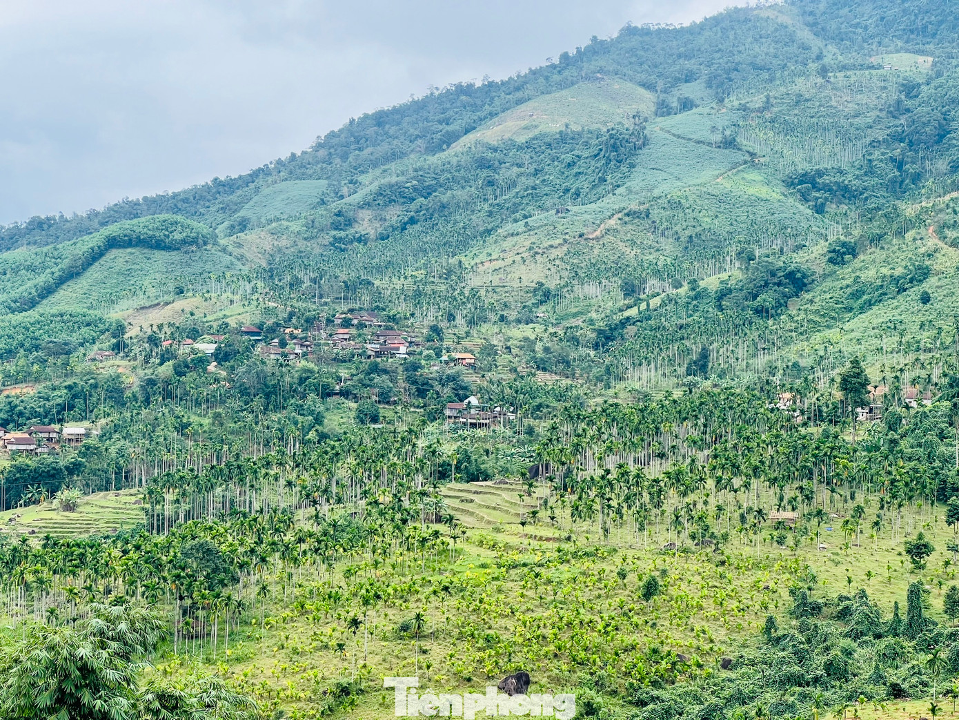 Huyện miền núi Sơn Tây được mệnh danh là “xứ ngàn cau”. Toàn huyện có tới trên 1.000ha cau, trong đó trên 500ha đang cho trái.