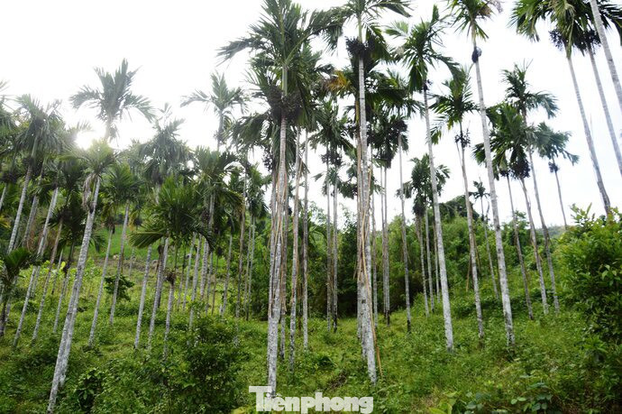 Người dân huyện miền núi Sơn Tây dùng cây lồ ô quấn xung quanh thân cây cau để chống "cau tặc".