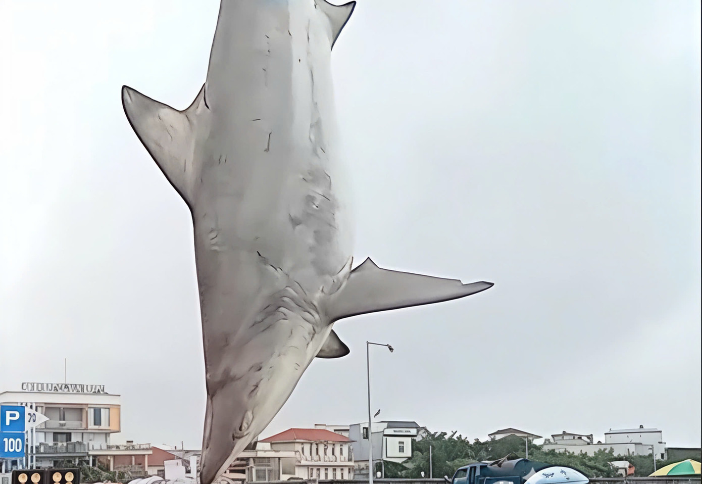 Con cá mập nhám nặng ước khoảng 200kg. Con cá mập nhám nặng ước khoảng 200kg.