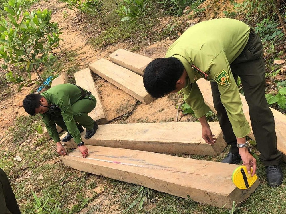 Lực lượng chức năng tạm giữ số gỗ lậu để tiếp tục điều tra, làm rõ. Ảnh: CACC