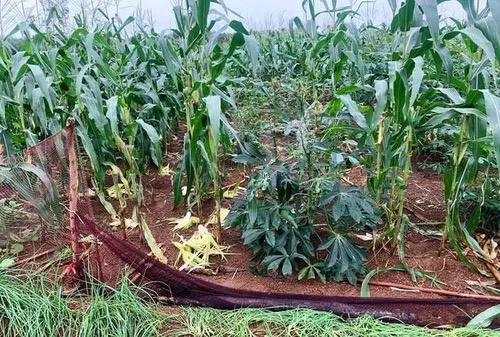 Đàn khỉ hoang cắn phá bắp của người dân.