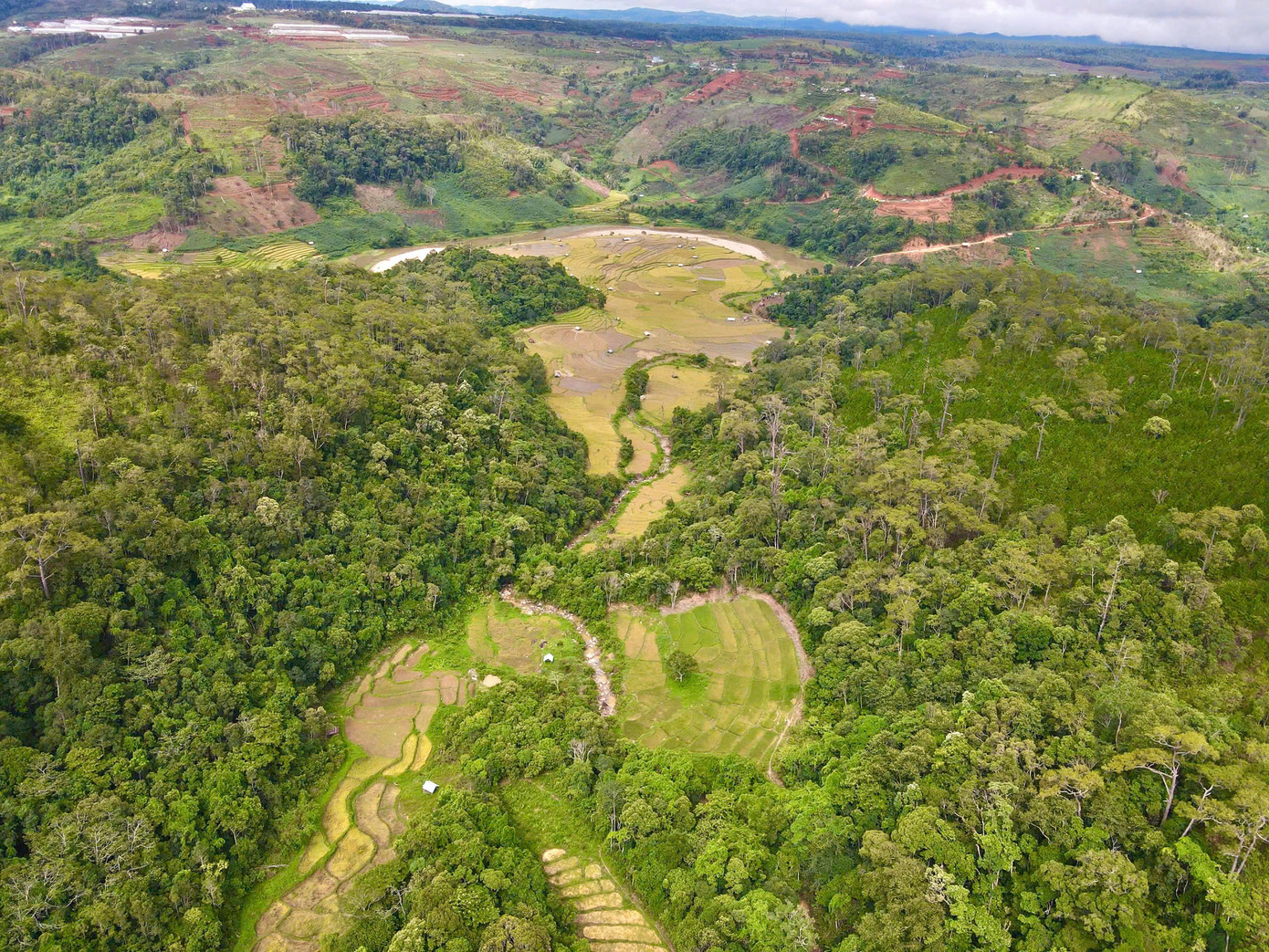 Những thửa ruộng bậc thang vàng óng đổ dọc theo sườn núi, nối tiếp nhau thành từng dải mềm mại, uốn lượn xuống tận bờ sông Đăk Bla.