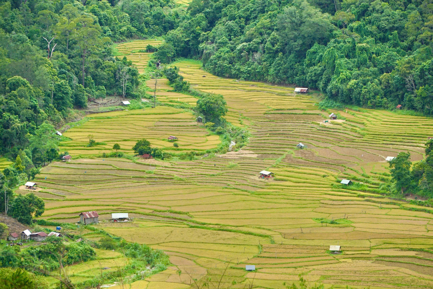 Những thửa ruộng bậc thang vàng óng đổ dọc theo sườn núi, nối tiếp nhau thành từng dải mềm mại, uốn lượn xuống tận bờ sông Đăk Bla.