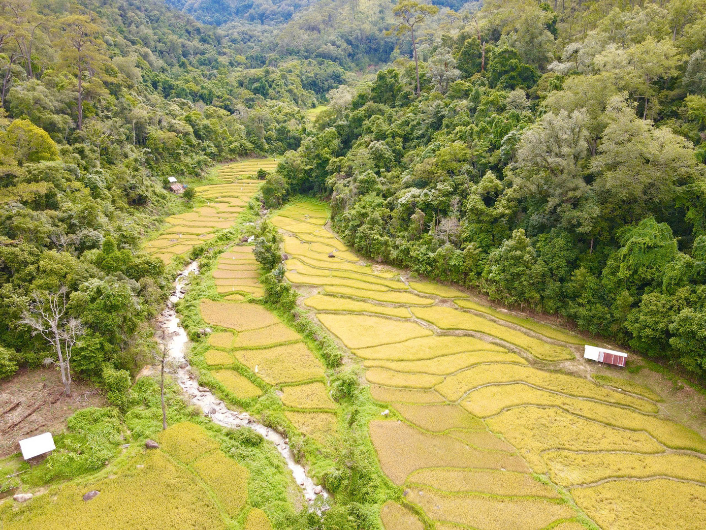 Những thửa ruộng bậc thang vàng óng đổ dọc theo sườn núi, nối tiếp nhau thành từng dải mềm mại, uốn lượn xuống tận bờ sông Đăk Bla.