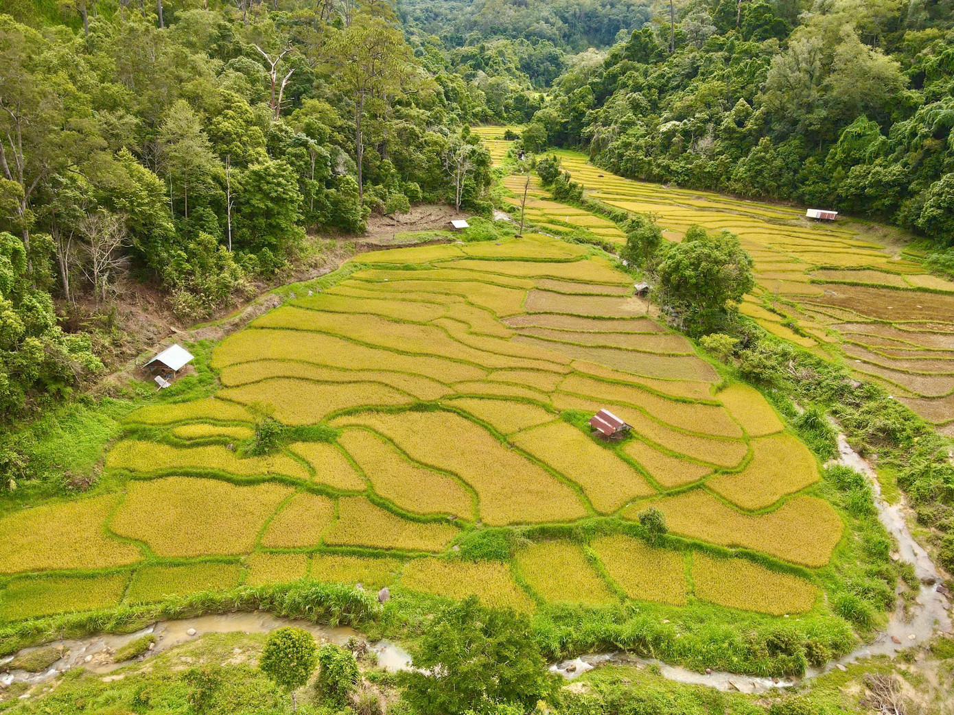 Những thửa ruộng bậc thang vàng óng đổ dọc theo sườn núi, nối tiếp nhau thành từng dải mềm mại, uốn lượn xuống tận bờ sông Đăk Bla.