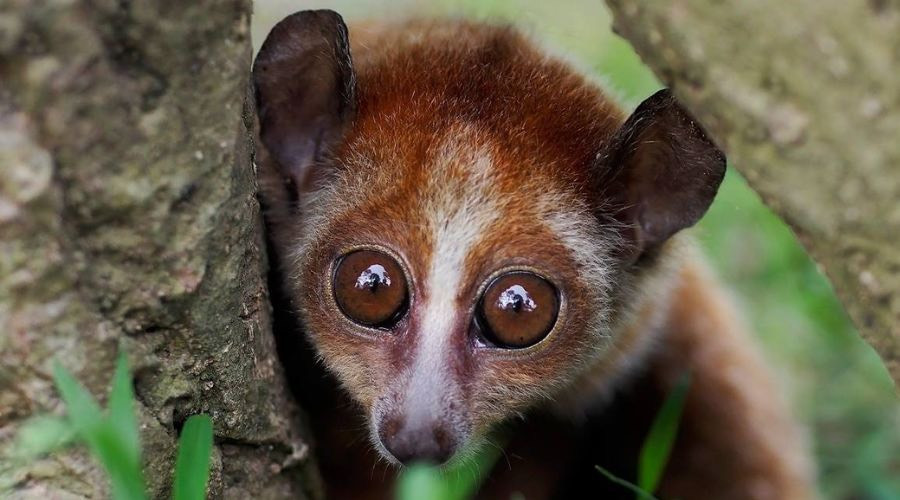 Cu li nhỏ. Ảnh nguồn Paul Tang