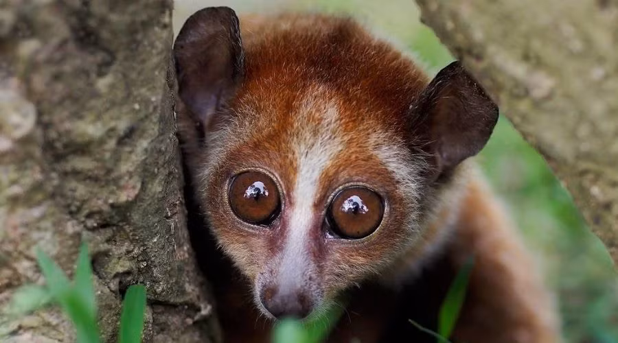 Cu li nhỏ. Ảnh nguồn Paul Tang