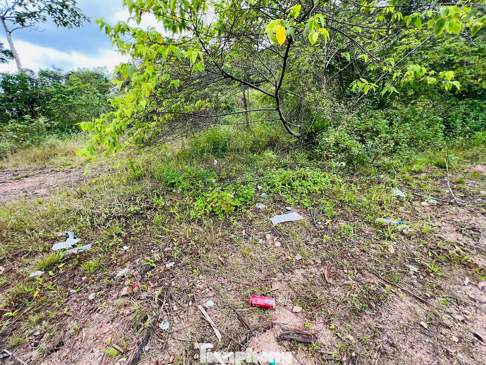 Cỏ dại mọc um tùm... Cỏ dại mọc um tùm...