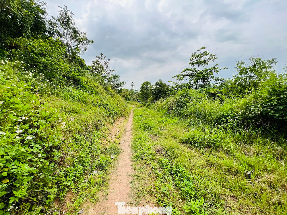 Cỏ dại mọc um tùm... Cỏ dại mọc um tùm...