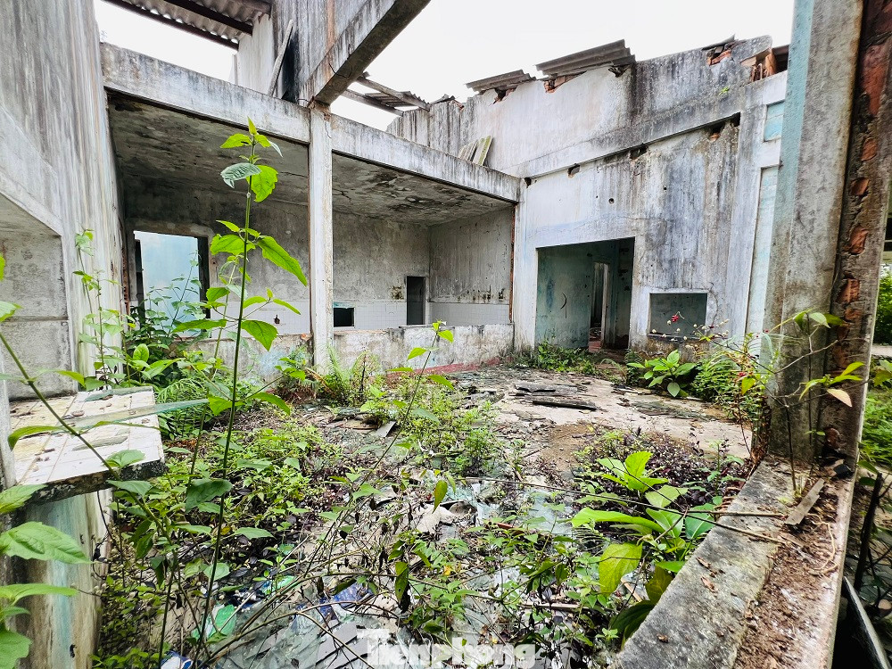 Cỏ dại mọc um tùm... Cỏ dại mọc um tùm...