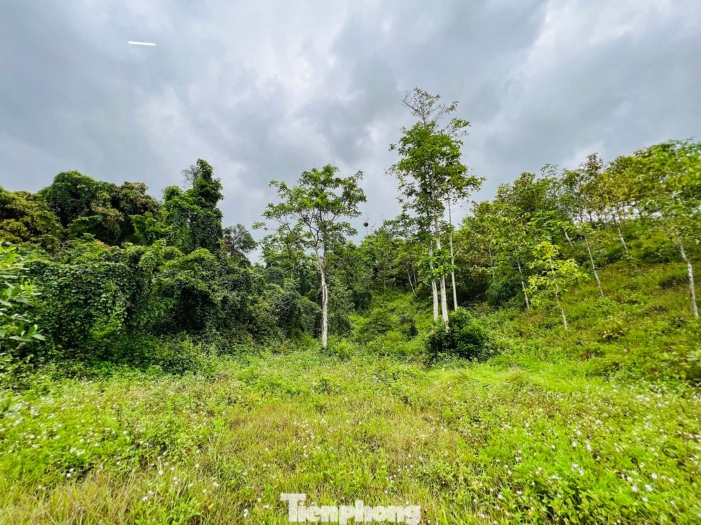 Cỏ dại mọc um tùm... Cỏ dại mọc um tùm...