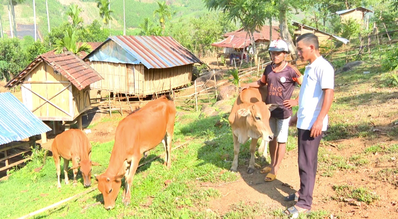 Nhờ có sự hỗ trợ nhà nước, nhiều gia đình ở vùng cao Quảng Ngãi sẽ vươn lên phát triển kinh tế. Nhờ có sự hỗ trợ nhà nước, nhiều gia đình ở vùng cao Quảng Ngãi sẽ vươn lên phát triển kinh tế.