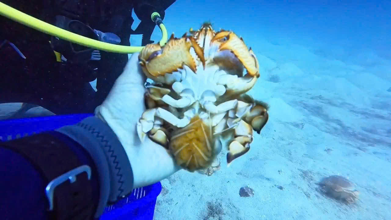 Thả cua huỳnh đế mang trứng về biển Lý Sơn.