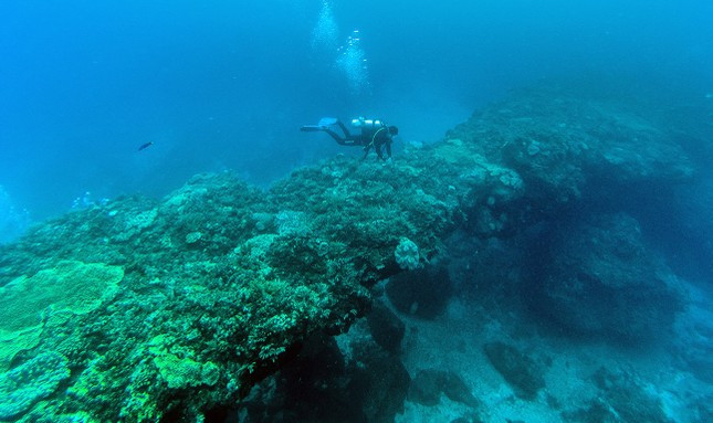 Lặn ngắm san hô ở đảo Bé. Ảnh: B.T.T.